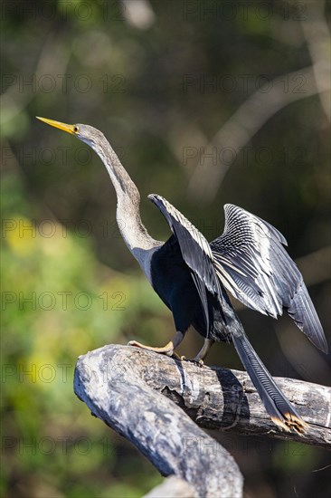 American darter (Anhinga anhinga) Pantanal Brazil