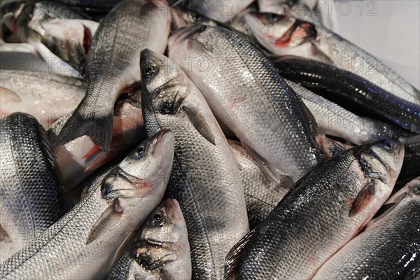 Fish, Rialto market, fish market, Venice, Veneto, Italy, Europe