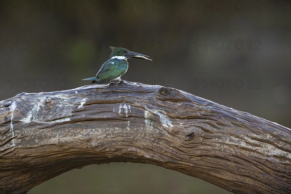 Amazon kingfisher (Chloroceryle amazona) Pantanal Brazil