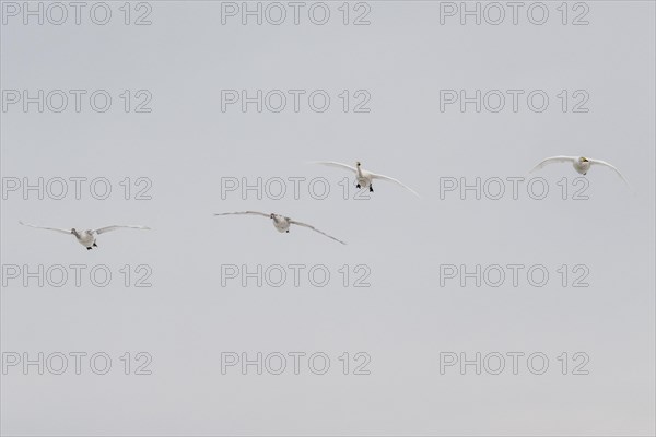 Tundra swans (Cygnus bewickii), flying, Emsland, Lower Saxony, Germany, Europe