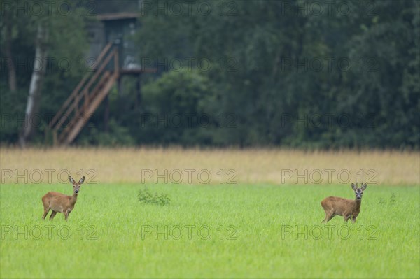 European roe deer (Capreolus capreolus), buck and doe in rut, leaf time, in a meadow, behind a high seat for hunting, wildlife, Lower Saxony, Germany, Europe