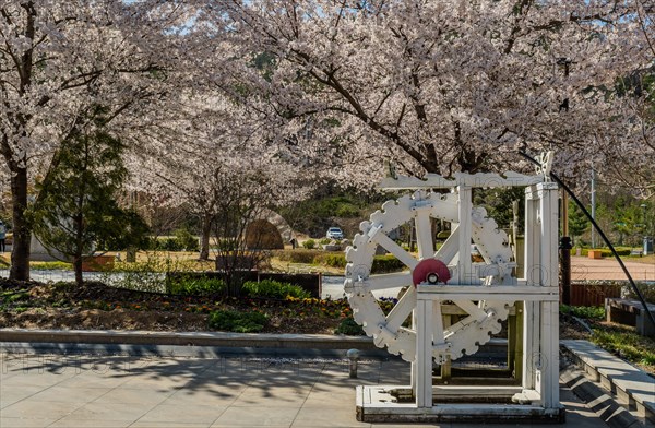 Hwanggan, South Korea, April 8, 2020: For editorial use only. Closeup of white wooden waterwheel under branches of beautiful cherry blossom tree at No Gun Ri peace park, Asia