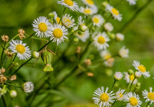 Preying mantis hanging upside down on stem of daisy with soft blurred green background