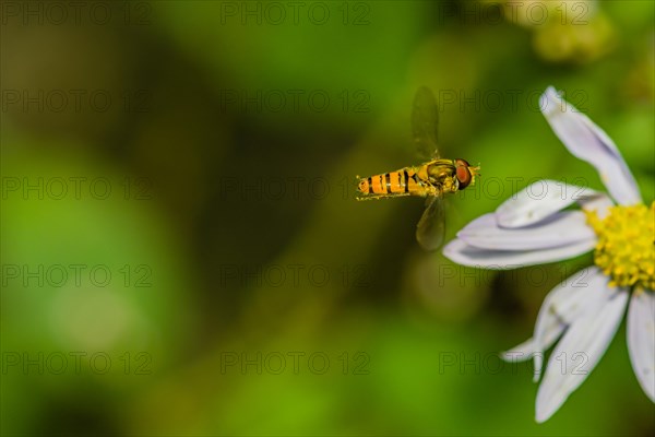 Closeup of small hover fly in midair flying toward white and yellow daisy with blurred green background