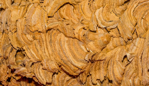 Extreme closeup of exterior of abandoned hornet nest with intricate patterns of curved lines