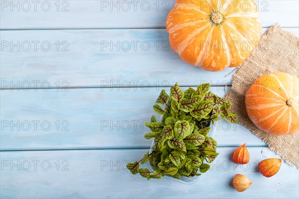Microgreen sprouts of sorrel with pumpkin on blue wooden background. Top view, flat lay, copy space