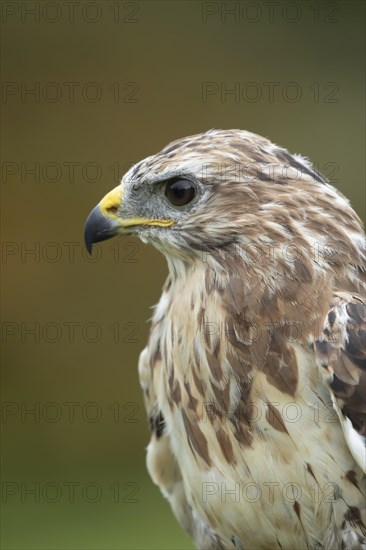 Common buzzard (Buteo buteo) adult bird head portrait, United Kingdom, Captive, Europe