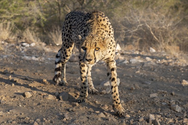 Cheetah (Acinonyx jubatus) in a threatening posture, Khomas region, Namibia, Africa