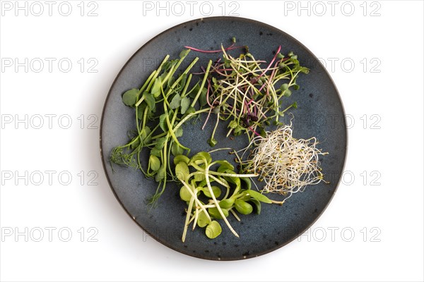 Blue ceramic plate with microgreen sprouts of green pea, sunflower, alfalfa, radish isolated on white background. Top view, flat lay, close up