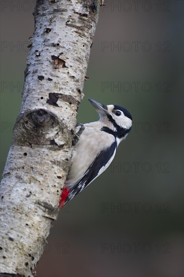 Great spotted woodpecker (Dendrocopos major) adult bird on a tree branch, Norfolk, England, United Kingdom, Europe