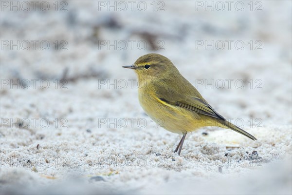 Chiffchaff, Heligoland