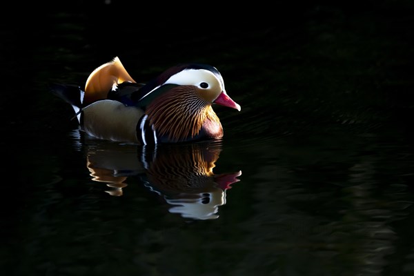 Mandarin duck (Aix galericulata) adult male bird on a lake, Suffolk, England, United Kingdom, Europe