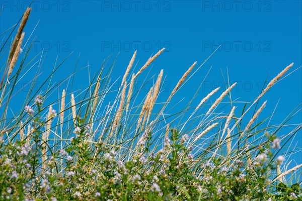 European marram grass (Ammophila arenaria), leaves and panicles with seeds, grasses, erosion control on the island of Heligoland, clear blue cloudless sky, Schleswig-Holstein, Germany, Europe