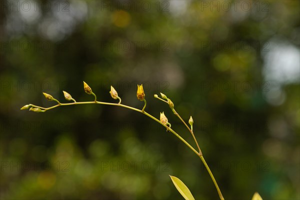 Yellow orchid flower in botanical garden, selective focus, copy space, malaysia, Kuching orchid park