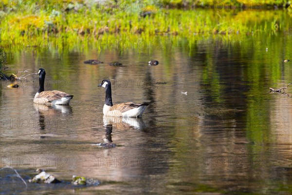 Canada goose (Branta canadensis), nature photograph, Edland, Vestfold, Norway, Europe