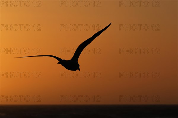 Seagull in the evening light, beach near Morro Bay, Pacific Ocean, California, USA, North America