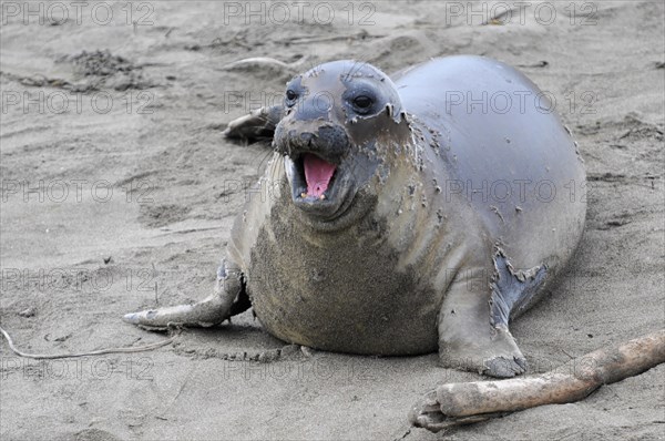 California sea lions, Adult and subadult male California sea lion (Zalophus californianus), Monterey Bay, Pacific Ocean, California, USA, North America