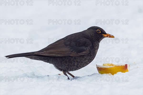 Blackbird in front of apple