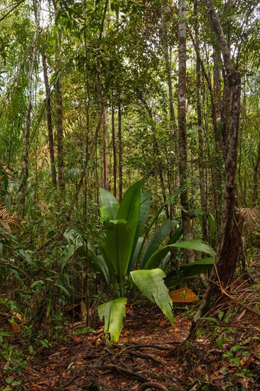 Wild jungle in Bako national park. Vacation, travel, tropics concept, no people, Malaysia, Borneo, Kuching, Asia