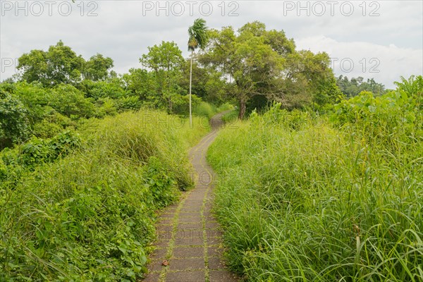 Campuhan ridge walk, Bali, Indonesia, track on the hill with grass, large trees, jungle and rice fields. Travel, tropical, Ubud, Asia