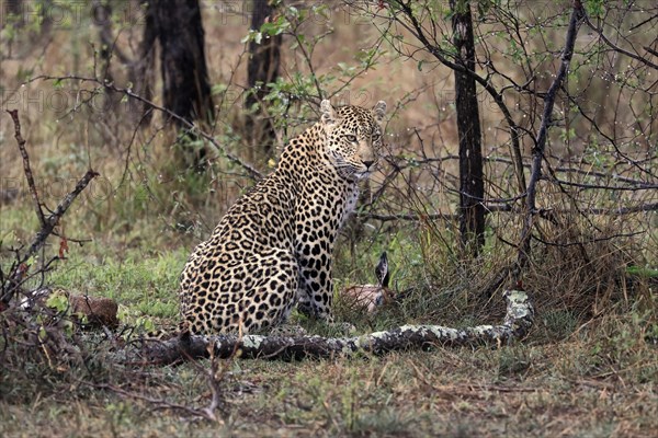 Leopard (Panthera pardus), adult, with prey, alert, concentrated, Sabi Sand Game Reserve, Kruger NP, Kruger National Park, South Africa, Africa
