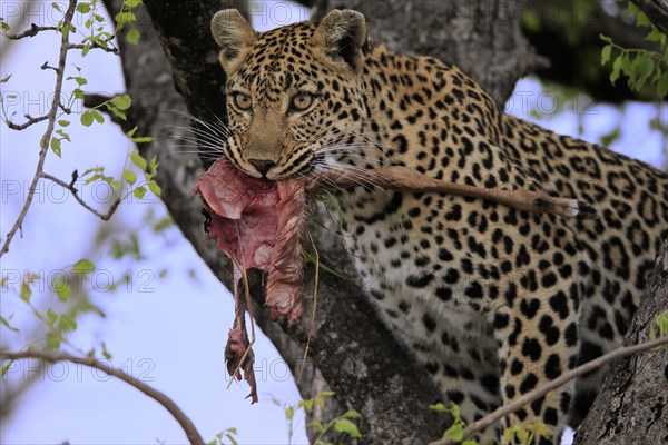 Leopard (Panthera pardus), adult, in tree, with prey, portrait, Sabi Sand Game Reserve, Kruger NP, Kruger National Park, South Africa, Africa