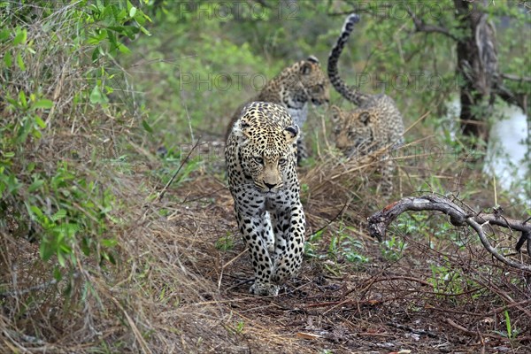 Leopard (Panthera pardus), adult, group, running, stalking, Sabi Sand Game Reserve, Kruger NP, Kruger National Park, South Africa, Africa