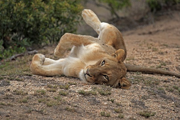 Lion (Panthera leo), adult, female, lying, resting, Sabi Sand Game Reserve, Kruger National Park, Kruger National Park, South Africa, Africa