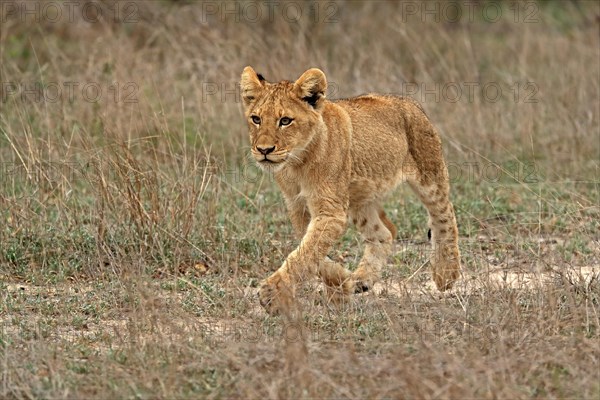 Lion (Panthera leo), young, stalking, alert, Sabi Sand Game Reserve, Kruger National Park, Kruger National Park, South Africa, Africa