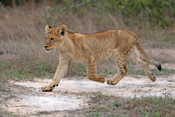 Lion (Panthera leo), young, stalking, alert, Sabi Sand Game Reserve, Kruger National Park, Kruger National Park, South Africa, Africa