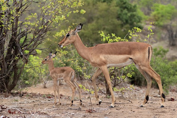 Black Heeler Antelope, (Aepyceros melampus), adult, female, young animal, mother with young animal, Kruger National Park, Kruger National Park, South Africa, Africa