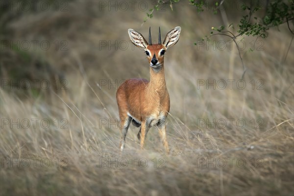 Steenbok (Raphicerus campestris), adult, male, vigilant, dwarf antelope, Kruger National Park, Kruger National Park, South Africa, Africa