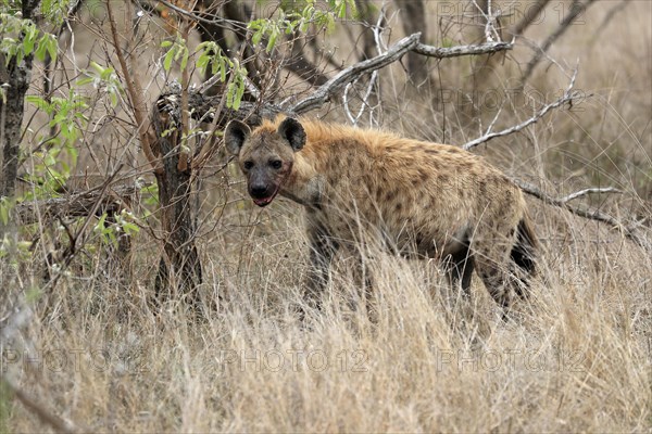 Spotted hyena (Crocuta crocuta), adult, observed, alert, Sabi Sand Game Reserve, Kruger National Park, Kruger National Park, South Africa, Africa