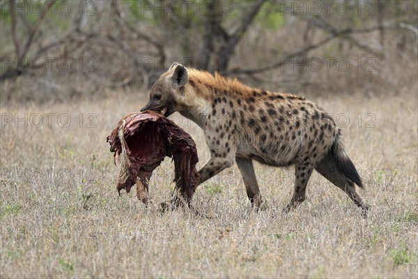 Spotted hyena (Crocuta crocuta), adult, with prey, carrying prey, running, Sabi Sand Game Reserve, Kruger National Park, Kruger National Park, South Africa, Africa