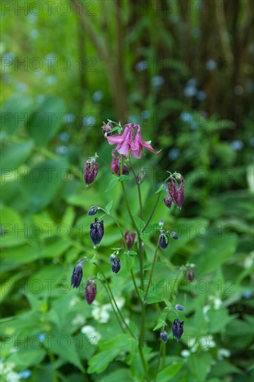 Beautiful columbine or aquilegia pink flowers in the garden, selective focus