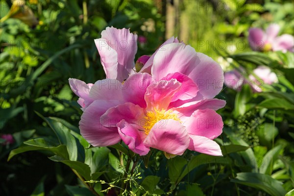 Beautiful peony pink flowers in the garden, selective focus