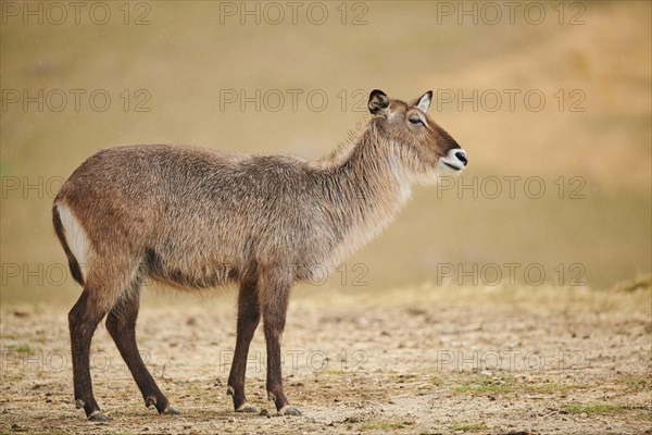 Waterbuck (Kobus defassa) in the dessert, captive, distribution Africa