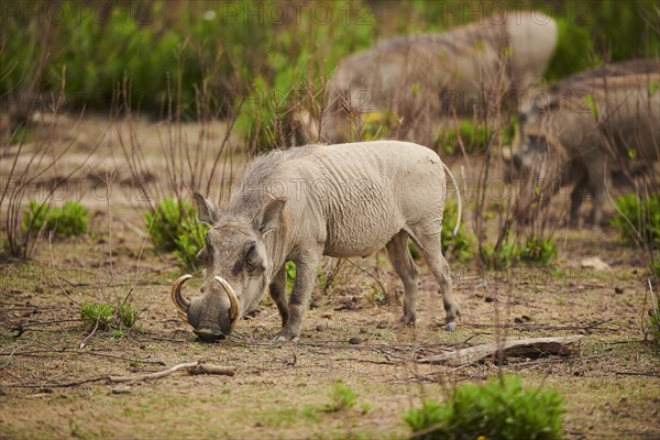 Common warthog (Phacochoerus africanus), walking in the dessert, captive, distribution Africa