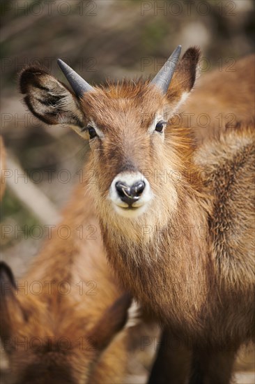 Waterbuck (Kobus defassa), portrait, captive, distribution Africa