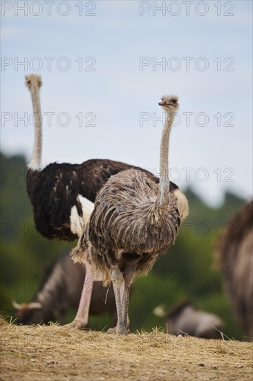 Common ostrich (Struthio camelus) male and female in the dessert, captive, distribution Africa
