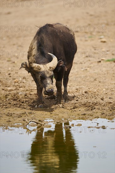 Red buffalo (Syncerus caffer nanus) at a water hole in the dessert, captive, distribution Africa