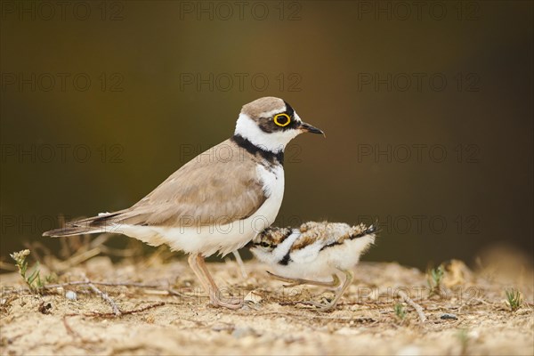 Little ringed plover (Charadrius dubius) mother with her chick on the ground, France, Europe