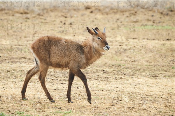 Waterbuck (Kobus defassa) in the dessert, captive, distribution Africa