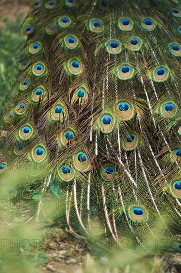 Indian peafowl (Pavo cristatus), feathers, eyes, tail, detail, France, Europe