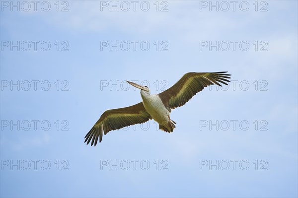 Great white pelican (Pelecanus onocrotalus) flying in the sky, France, Europe