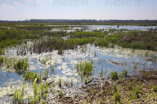 Wetland biotope in the Peene valley, waterlogged meadows, rare habitat for endangered plants and animals, Flusslandschaft Peenetal nature park Park, Mecklenburg-Western Pomerania, Germany, Europe