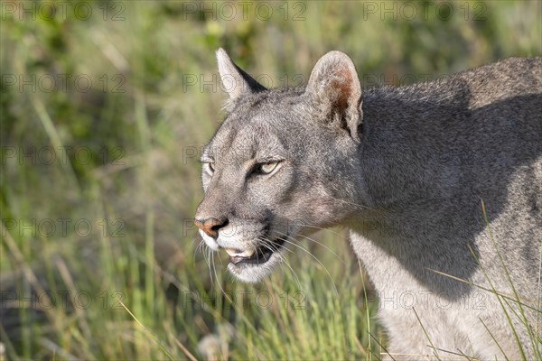 Cougar (Cougar concolor), silver lion, mountain lion, cougar, panther, small cat, animal portrait, Torres del Paine National Park, Patagonia, end of the world, Chile, South America