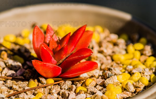 Closeup of red succulent cactus in bowl of brown and yellow pebbles