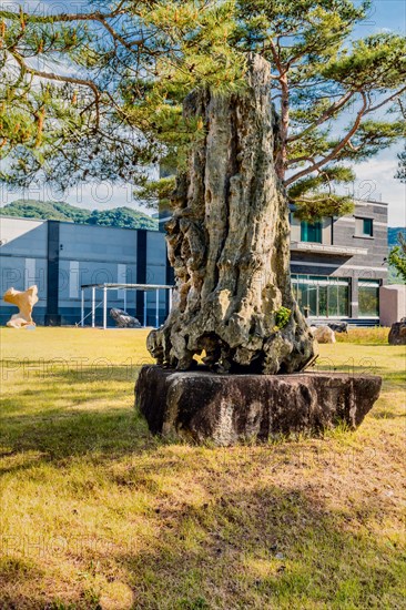 Large piece of petrified tree trunk under branches of evergreen tree in geological park in Gimcheon, South Korea, Asia
