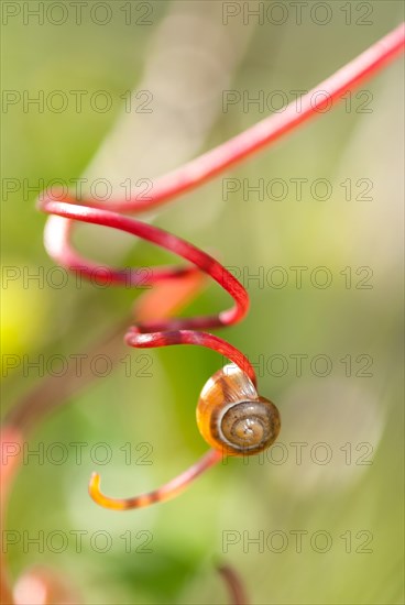 Snail shell of a land snail (Stylommatophora) on a red, spirally twisted vine (Vitis sp.), symbolising calm, peace, mindfulness, relaxation, the passage of time, Lower Saxony, Germany, Europe